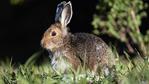 Lagomorpha