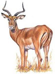 Aepyceros melampus