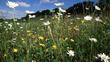 Wildflower meadow