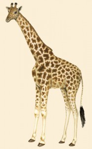 Girafe