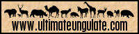 ungulate