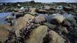 Intertidal zone