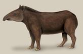 Tapirus terrestris