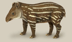 Bébé tapir