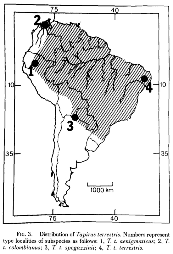 subspecies tapir