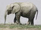 Loxodonta africana