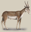 imagesaiga