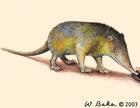 Solenodon paradoxus