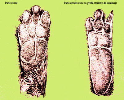 Schémas des pattes. © Domaine public 