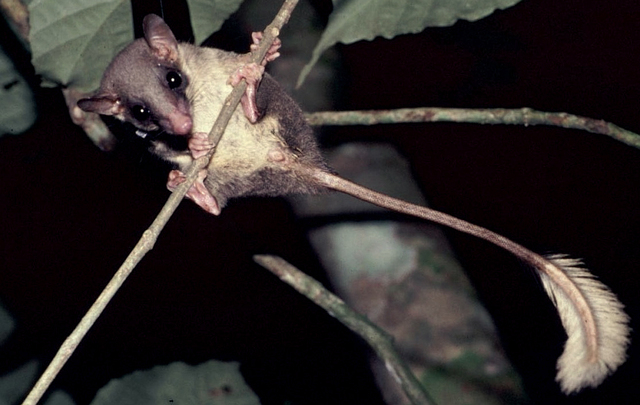 Pen-tailed Treeshrew