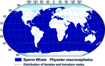 SpermWhaleRangeMap-xsm