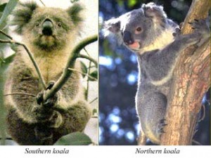 koalataxonomy2