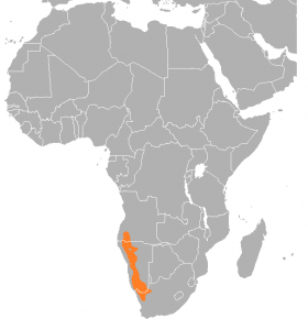 dassierat-afrika