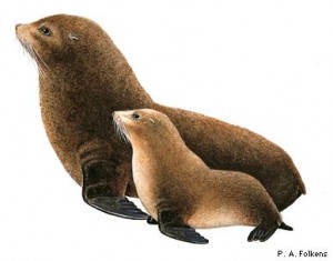 arctocephalus_galapagoensis