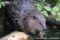 american-beaver-feeding-on-bark