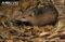 common-tenrec-side-view