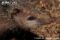 close-up-of-common-tenrec