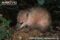 common-tenrec-foraging-at-night