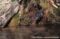 platypus-emerging-from-den-on-the-bank-of-a-river
