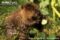 young-american-beaver-feeding-on-leaves