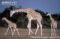 adult-west-african-giraffe-with-two-infants