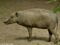 babirusa-female-profile