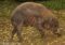 babirusa-male