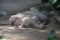 babirusa-resting