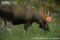 eurasian-elk-bull-grazing