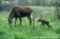 eurasian-elk-with-young
