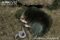 european-mole-feeding-on-earthworm