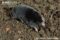 european-mole-on-surface