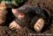 eurpean-mole-with-mouth-open