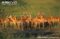 female-impala-herd-with-juveniles
