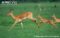 female-impala-running-with-young