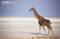 giraffe-in-desert-habitat