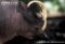 hairy-babirusa-portrait