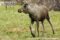 immature-male-eurasian-elk