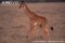 infant-reticulated-giraffe