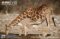 male-southern-giraffe-drinking-at-waterhole