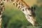 masai-giraffe-browsing