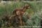 one-week-old-pronghorn-fawn