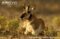 pronghorn-buck-at-rest