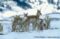 pronghorn-group-in-snow-covered-habitat