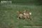 pronghorn-twin-fawns-walking