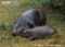 pygmy-hippopotamus-adult-and-young-resting