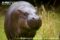 pygmy-hippopotamus-anterior-view