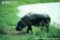 pygmy-hippopotamus-at-waters-edge