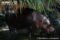 pygmy-hippopotamus-cow-with-1-day-old-calf