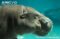 pygmy-hippopotamus-underwater